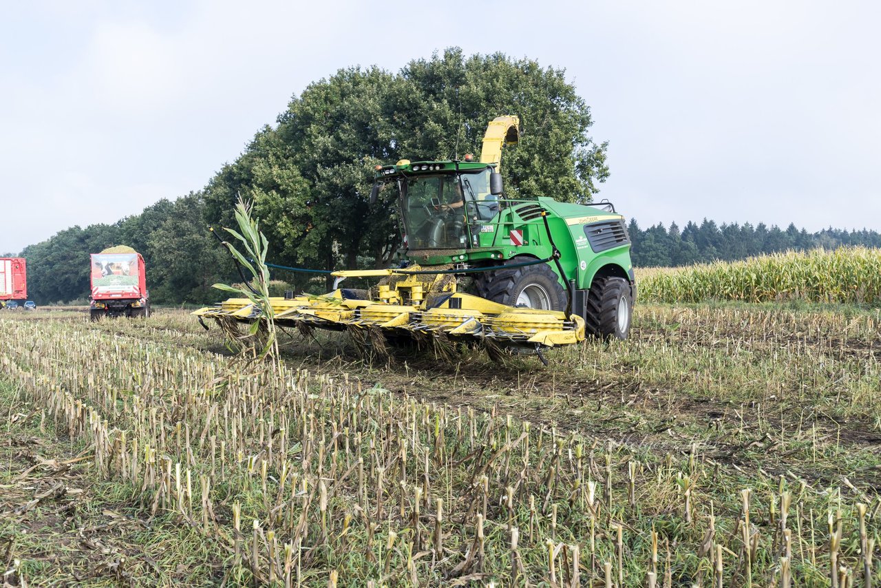 Bild 149 - Maisernte